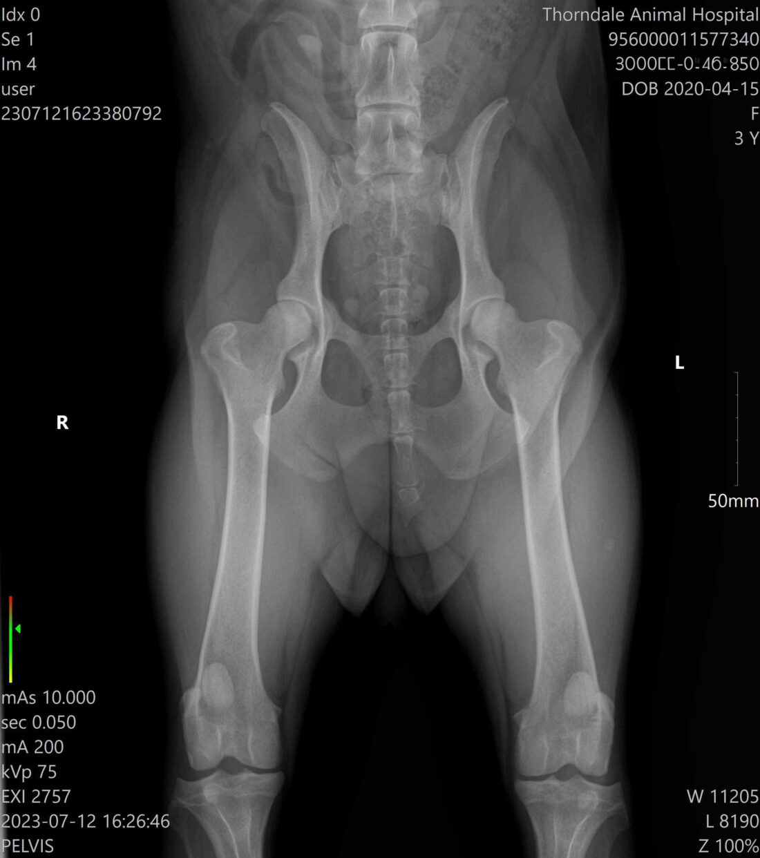 Olive the Old English Sheepdog Hip X-Ray